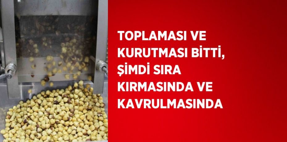 TOPLAMASI VE KURUTMASI BİTTİ, ŞİMDİ SIRA KIRMASINDA VE KAVRULMASINDA