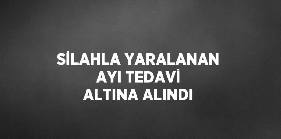 SİLAHLA YARALANAN AYI TEDAVİ ALTINA ALINDI