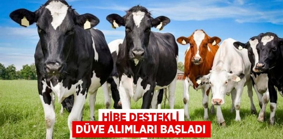 Hibe destekli düve alımları başladı