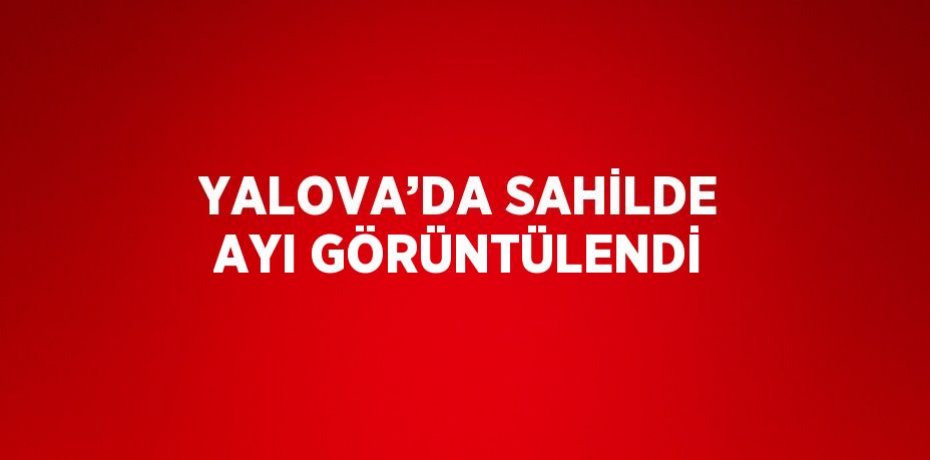 YALOVA’DA SAHİLDE AYI GÖRÜNTÜLENDİ