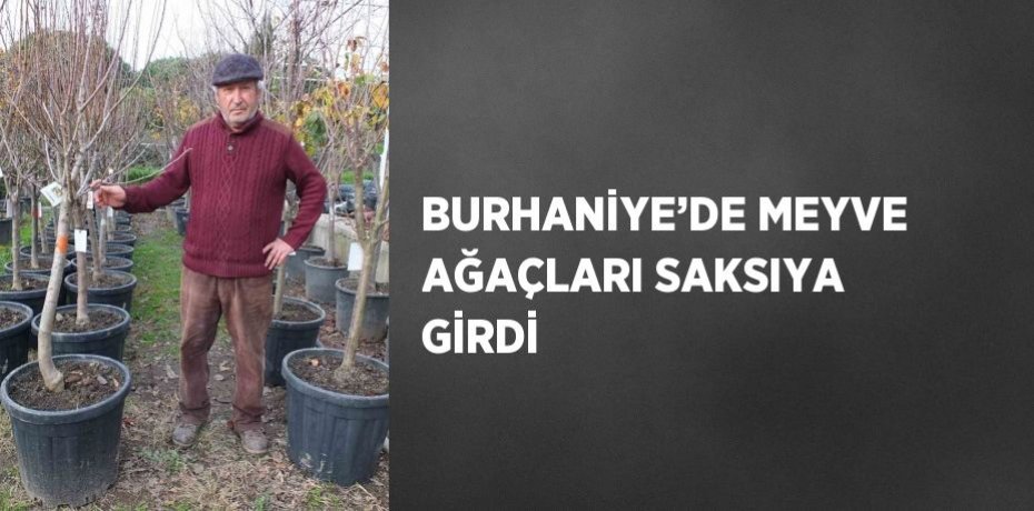 BURHANİYE’DE MEYVE AĞAÇLARI SAKSIYA GİRDİ