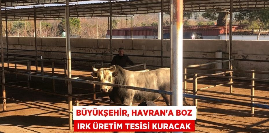 Büyükşehir, Havran’a boz ırk üretim tesisi kuracak