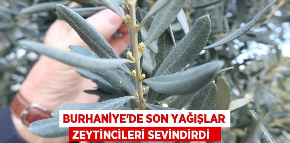Burhaniye’de son yağışlar zeytincileri sevindirdi  