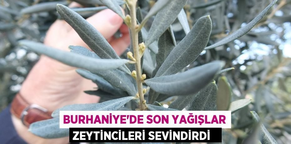 Burhaniye’de son yağışlar zeytincileri sevindirdi  