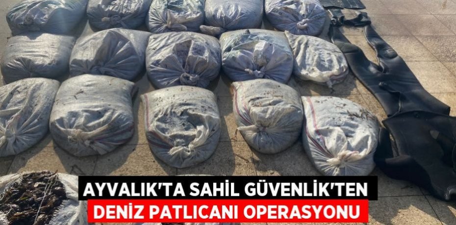 Ayvalık’ta Sahil Güvenlik'ten deniz patlıcanı operasyonu