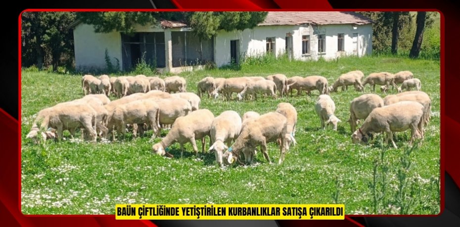 BAÜN ÇİFTLİĞİNDE YETİŞTİRİLEN KURBANLIKLAR SATIŞA ÇIKARILDI