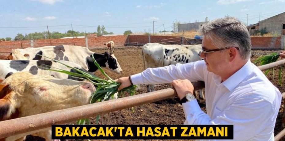 Bakacak'ta hasat zamanı