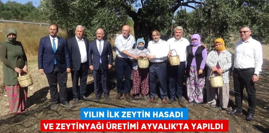 Yılın ilk zeytin hasadı ve zeytinyağı üretimi Ayvalık’ta yapıldı