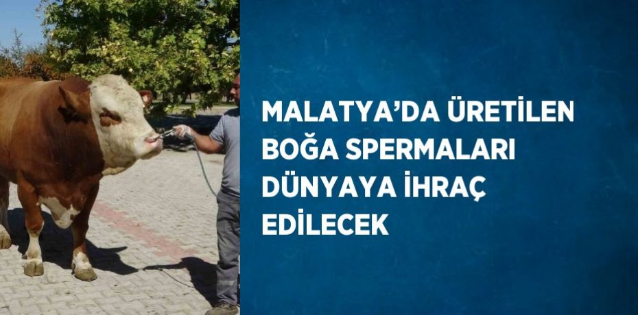 MALATYA’DA ÜRETİLEN BOĞA SPERMALARI DÜNYAYA İHRAÇ EDİLECEK