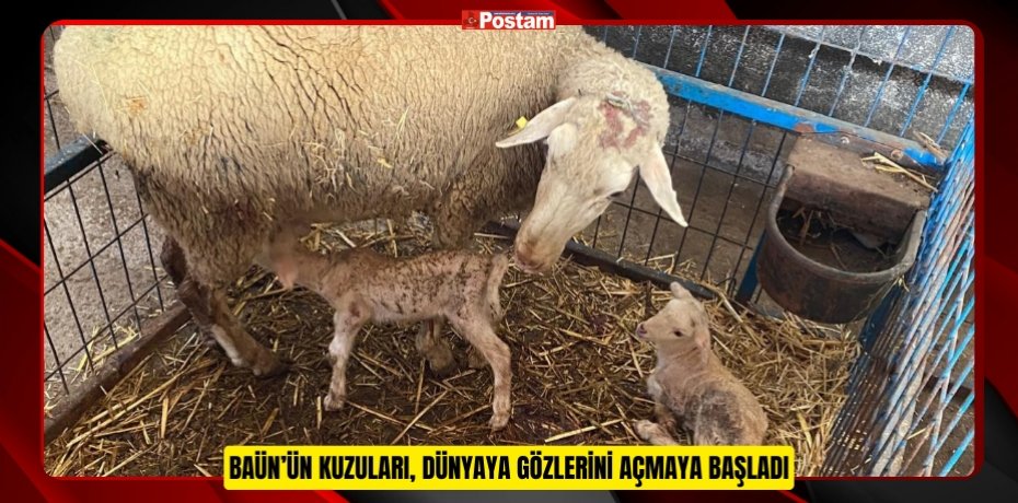 BAÜN’ÜN KUZULARI, DÜNYAYA GÖZLERİNİ AÇMAYA BAŞLADI
