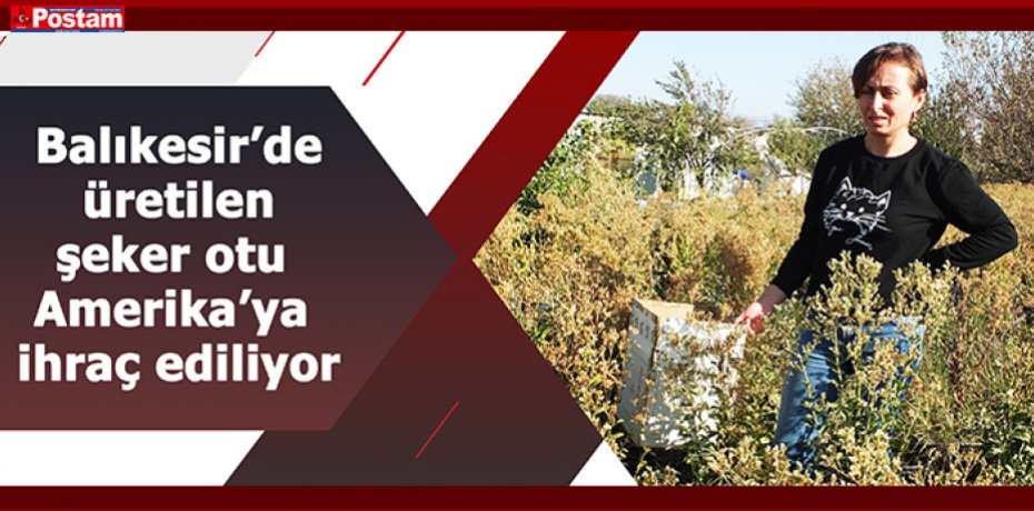 Balıkesir’de üretilen şeker otu Amerika’ya ihraç ediliyor