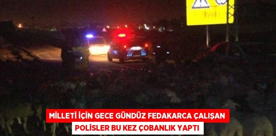 MİLLETİ İÇİN GECE GÜNDÜZ FEDAKARCA ÇALIŞAN POLİSLER BU KEZ ÇOBANLIK YAPTI