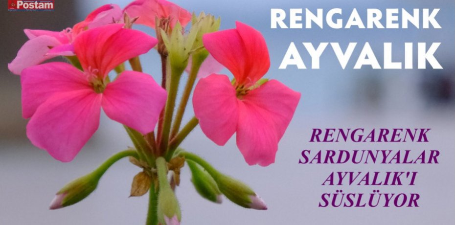 RENGARENK AYVALIK