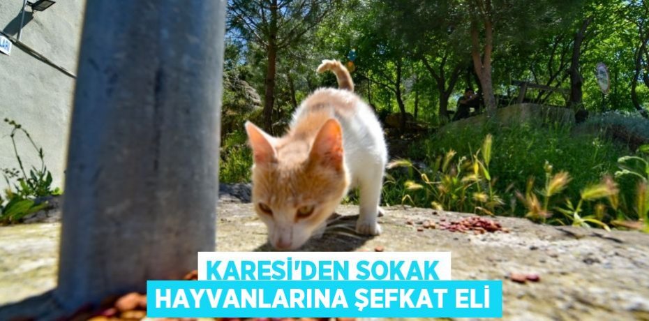 KARESİ’DEN SOKAK HAYVANLARINA ŞEFKAT ELİ