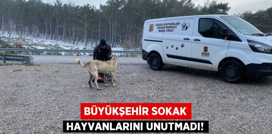 BÜYÜKŞEHİR SOKAK HAYVANLARINI UNUTMADI!