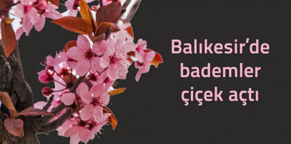 Balıkesir’de bademler çiçek açtı