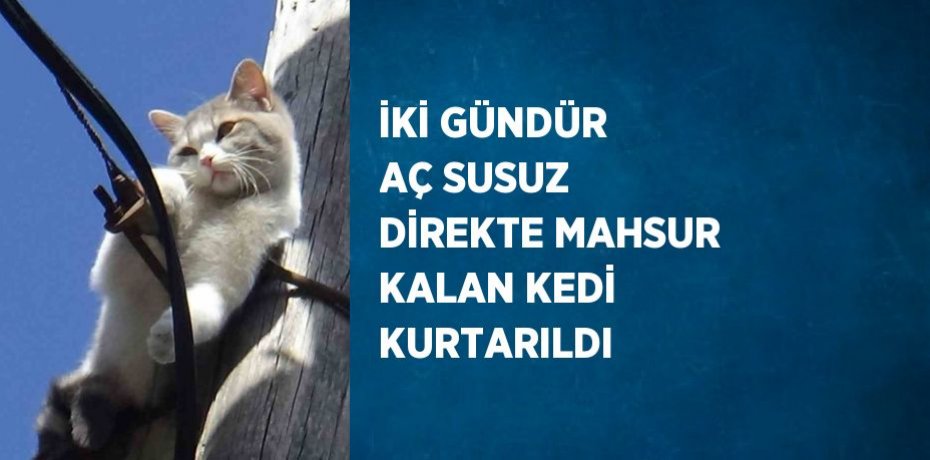 İKİ GÜNDÜR AÇ SUSUZ DİREKTE MAHSUR KALAN KEDİ KURTARILDI