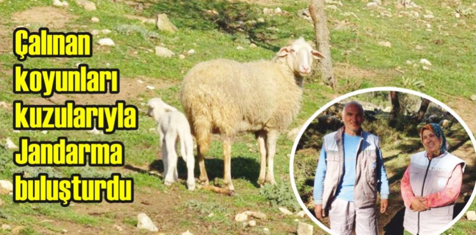 Çalınan koyunları kuzularıyla Jandarma buluşturdu