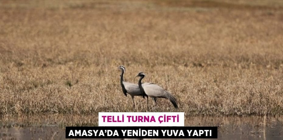 TELLİ TURNA ÇİFTİ AMASYA’DA YENİDEN YUVA YAPTI