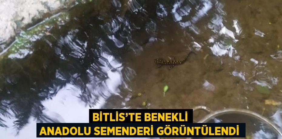 BİTLİS’TE BENEKLİ ANADOLU SEMENDERİ GÖRÜNTÜLENDİ
