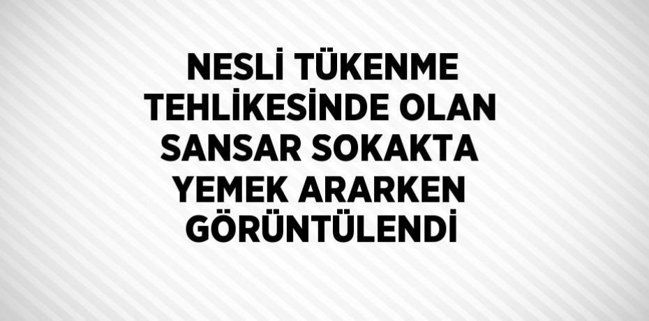 NESLİ TÜKENME TEHLİKESİNDE OLAN SANSAR SOKAKTA YEMEK ARARKEN GÖRÜNTÜLENDİ