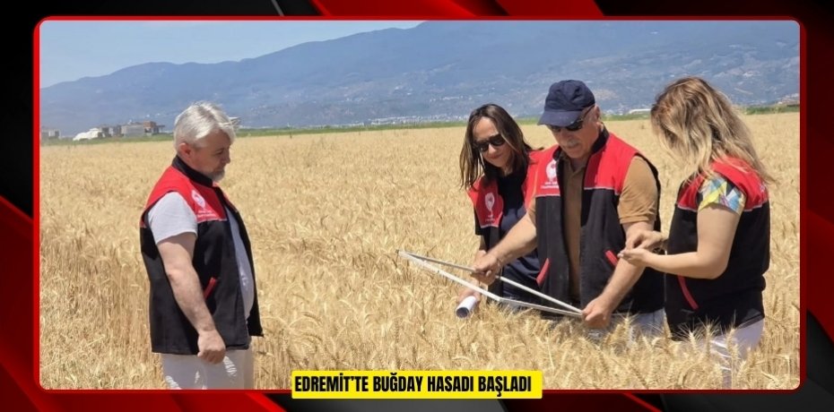 Edremit’te buğday hasadı başladı  