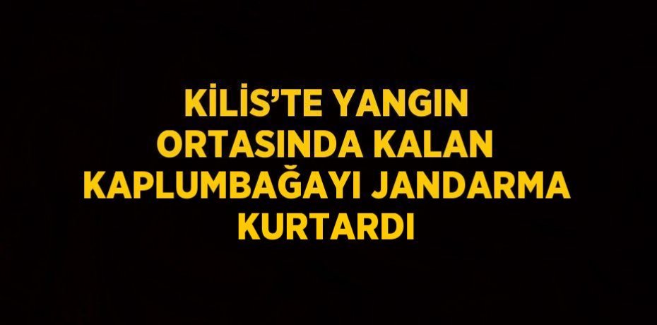 KİLİS’TE YANGIN ORTASINDA KALAN KAPLUMBAĞAYI JANDARMA KURTARDI