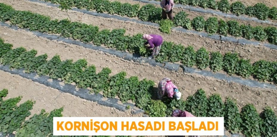 Kornişon Hasadı Başladı