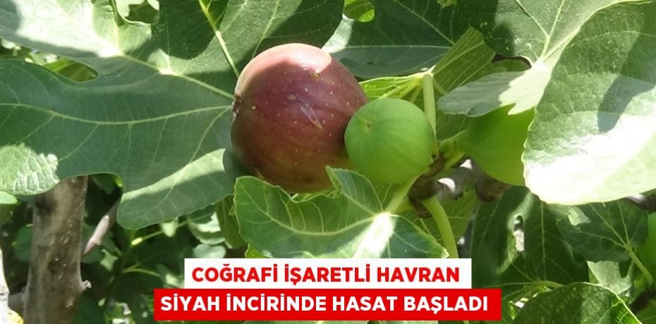 Coğrafi işaretli Havran siyah incirinde hasat başladı