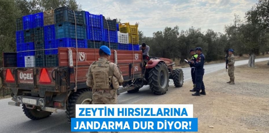 ZEYTİN HIRSIZLARINA JANDARMA DUR DİYOR!