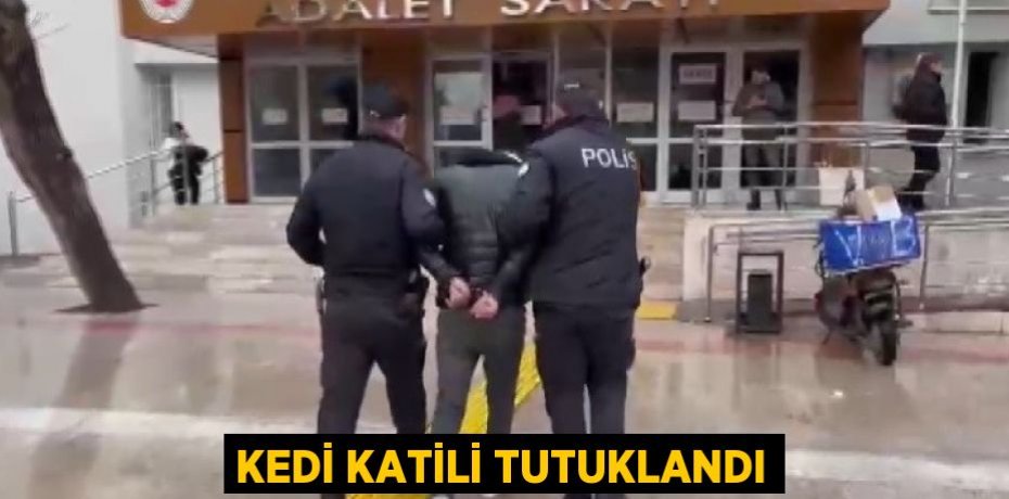 KEDİ KATİLİ TUTUKLANDI