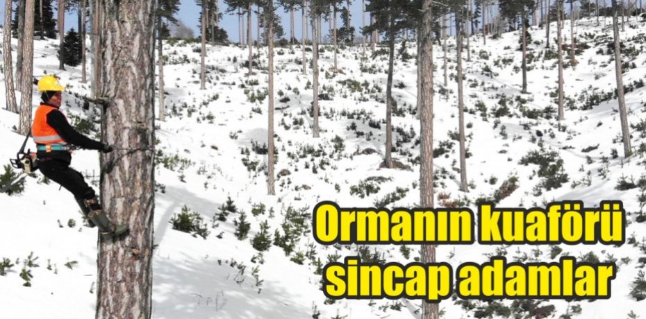 Ormanın kuaförü sincap adamlar