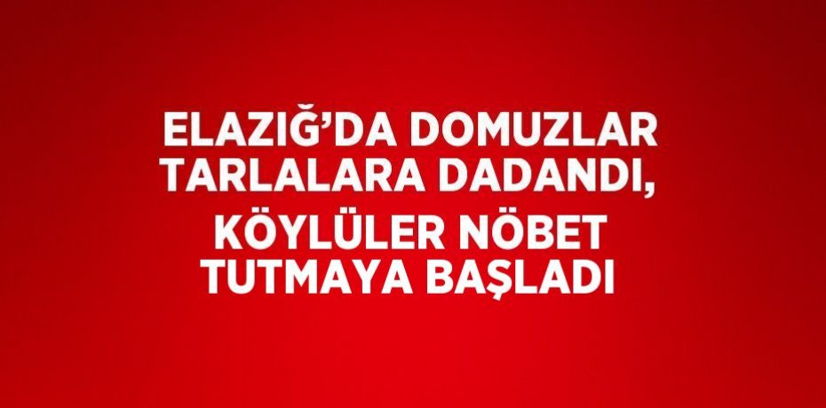 ELAZIĞ’DA DOMUZLAR TARLALARA DADANDI, KÖYLÜLER NÖBET TUTMAYA BAŞLADI
