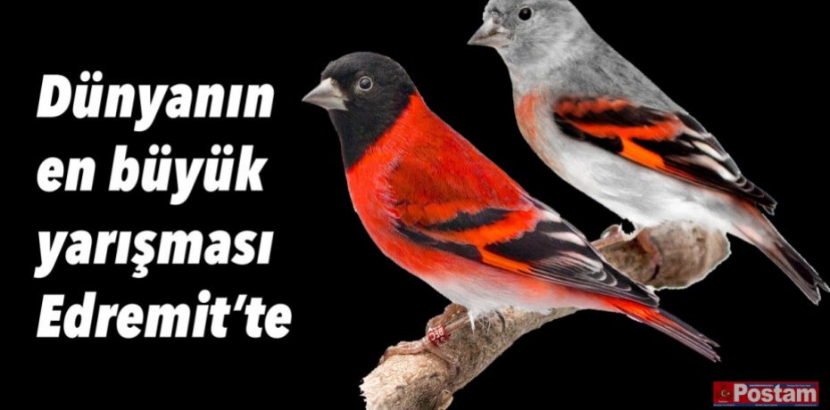 Dünyanın en büyük yarışması Edremit’te