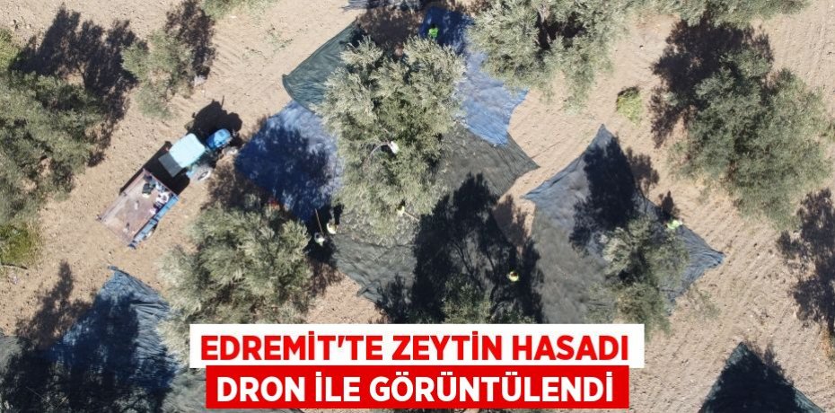 EDREMİT’TE ZEYTİN HASADI DRON İLE GÖRÜNTÜLENDİ