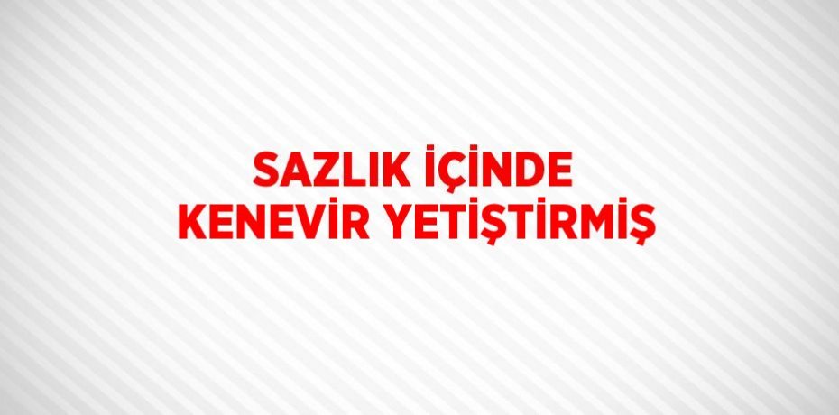 SAZLIK İÇİNDE KENEVİR YETİŞTİRMİŞ