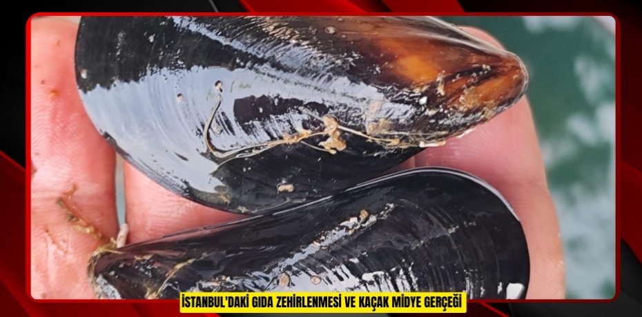 İstanbul'daki gıda zehirlenmesi ve kaçak midye gerçeği  