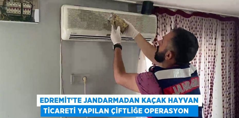 Edremit’te jandarmadan kaçak hayvan ticareti yapılan çiftliğe operasyon   