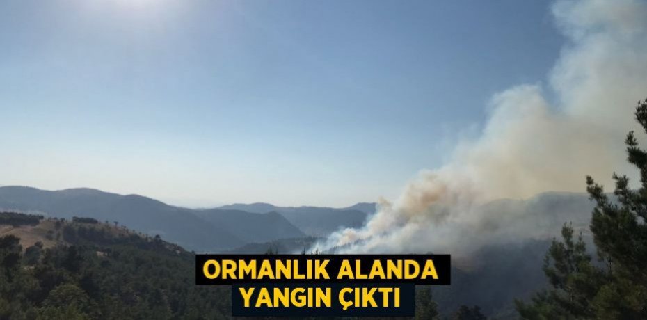 Ormanlık alanda yangın çıktı