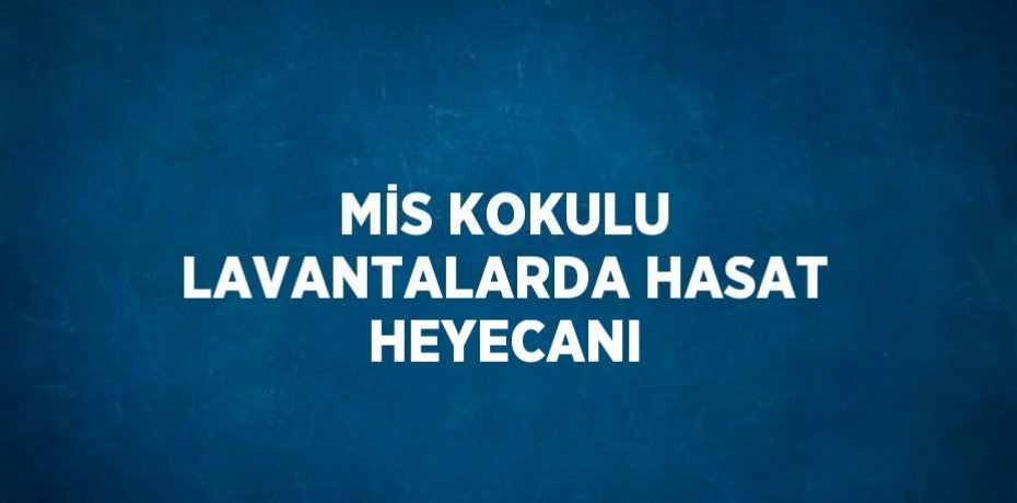 MİS KOKULU LAVANTALARDA HASAT HEYECANI