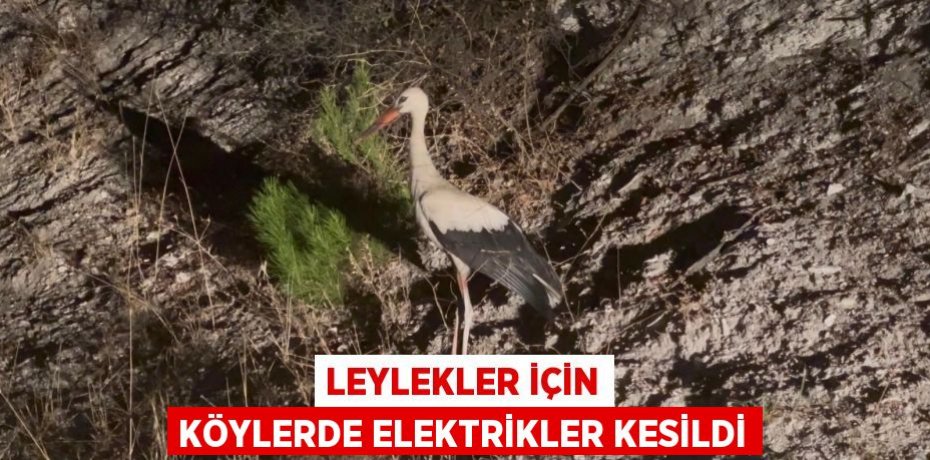 Leylekler için köylerde elektrikler kesildi
