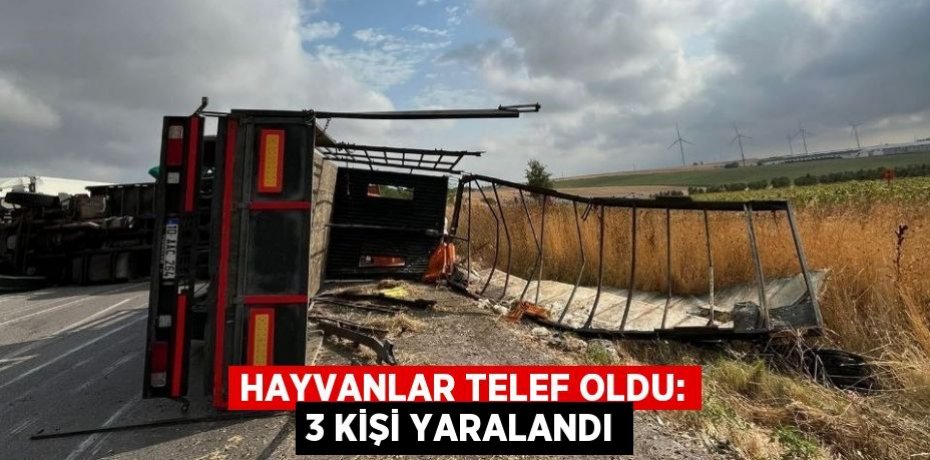 Hayvanlar telef oldu: 3 kişi yaralandı