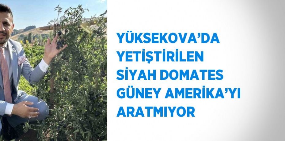 YÜKSEKOVA’DA YETİŞTİRİLEN SİYAH DOMATES GÜNEY AMERİKA’YI ARATMIYOR