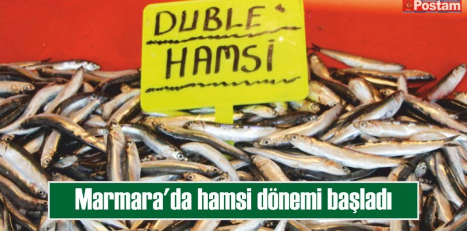 Marmara'da hamsi dönemi başladı