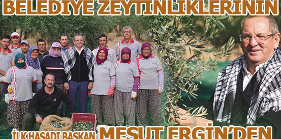 BELEDİYE ZEYTİNLİKLERİNİN İLK HASADI BAŞKAN MESUT ERGİN’DEN