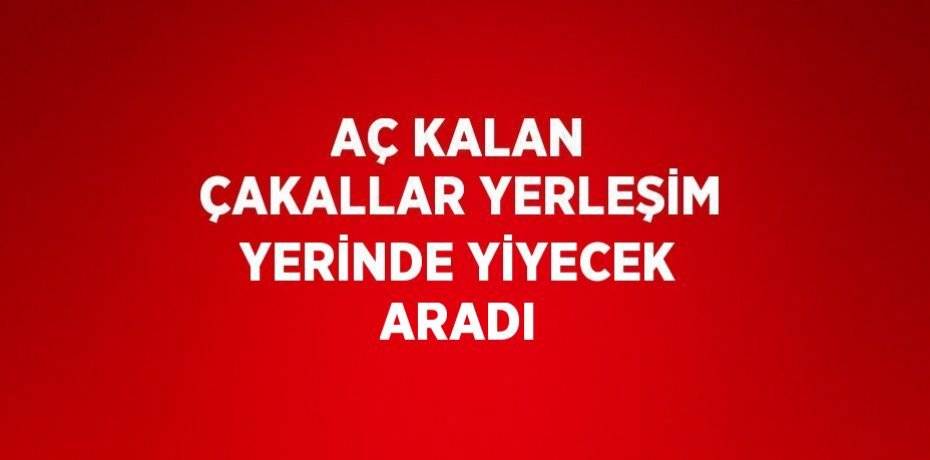 AÇ KALAN ÇAKALLAR YERLEŞİM YERİNDE YİYECEK ARADI