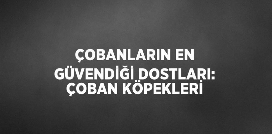 ÇOBANLARIN EN GÜVENDİĞİ DOSTLARI: ÇOBAN KÖPEKLERİ