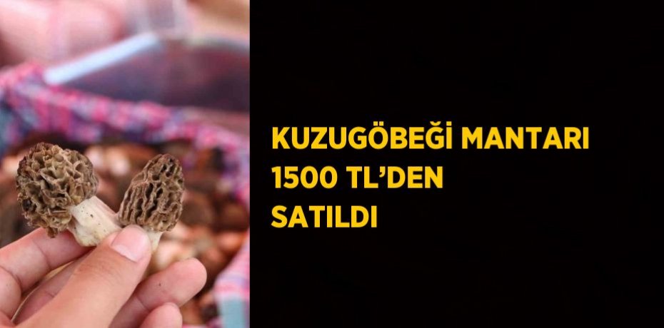 KUZUGÖBEĞİ MANTARI 1500 TL’DEN SATILDI