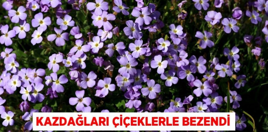 KAZDAĞLARI ÇİÇEKLERLE BEZENDİ