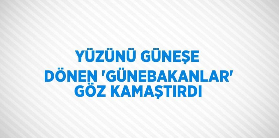 YÜZÜNÜ GÜNEŞE DÖNEN 'GÜNEBAKANLAR' GÖZ KAMAŞTIRDI